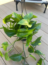 Load image into Gallery viewer, Golden Pothos 6”
