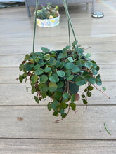 Load image into Gallery viewer, Ruby cascade peperomia Plant, 6”
