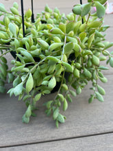 Load image into Gallery viewer, Cotyledon pendens succulent 6”
