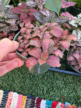 Load image into Gallery viewer, Red Fittonia, nerve plant, 4”
