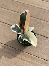 Load image into Gallery viewer, Tineke ficus  rubber tree 4”
