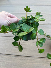 Load image into Gallery viewer, Peperomia Hope 4”
