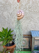 Load image into Gallery viewer, Air Plant! Hanging Ceramic Light Brownish Snail With Live Spanish Moss Plant.
