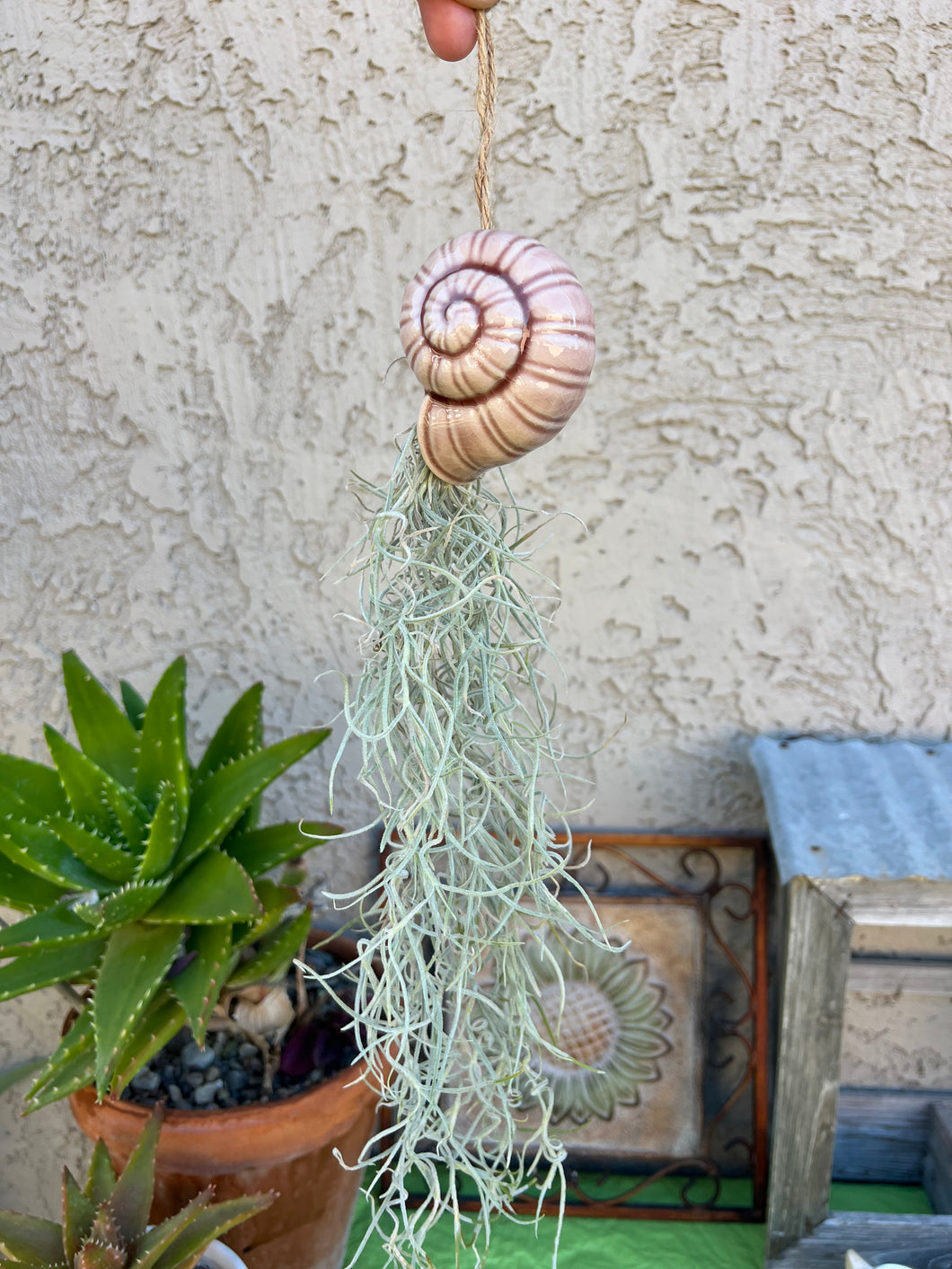 Air Plant! Hanging Ceramic Light Brownish Snail With Live Spanish Moss Plant.