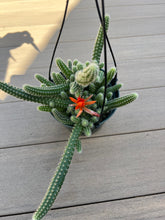 Load image into Gallery viewer, Peanut cactus Echinopsis Chamaecereus 6”
