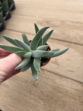 Load image into Gallery viewer, Crassula mesembryanthemoides &#39;Tenelli&#39;, Succulent, 2”
