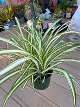 Load image into Gallery viewer, Spider plant 6”
