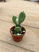 Load image into Gallery viewer, Opuntia microdasys, angel&#39;s-wings, bunny ears cactus, polka-dot cactus, 2”
