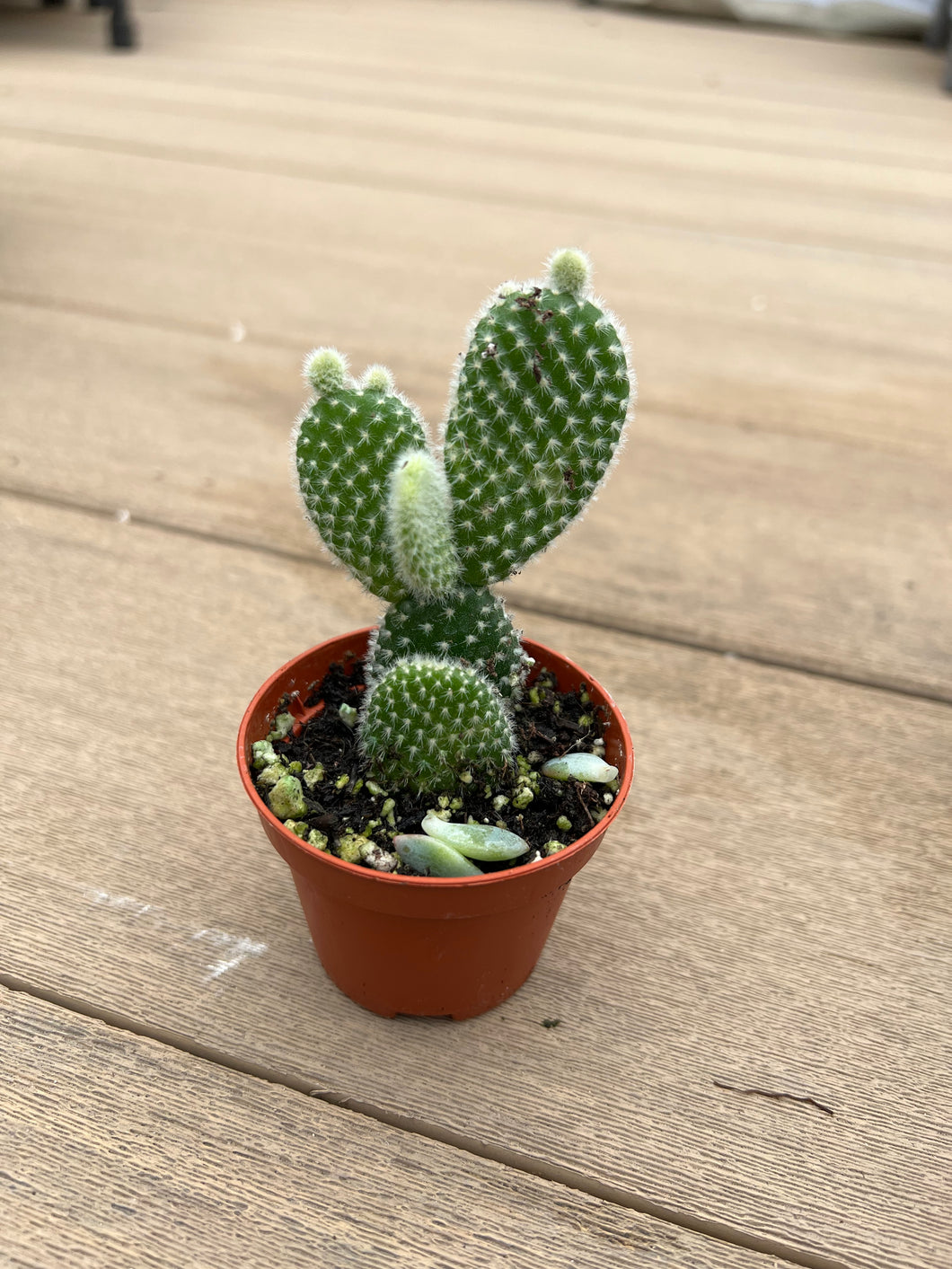 Opuntia microdasys, angel's-wings, bunny ears cactus, polka-dot cactus, 2”