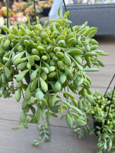 Load image into Gallery viewer, Cotyledon pendens succulent 6”
