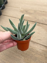 Load image into Gallery viewer, Crassula mesembryanthemoides &#39;Tenelli&#39;, Succulent, 2”
