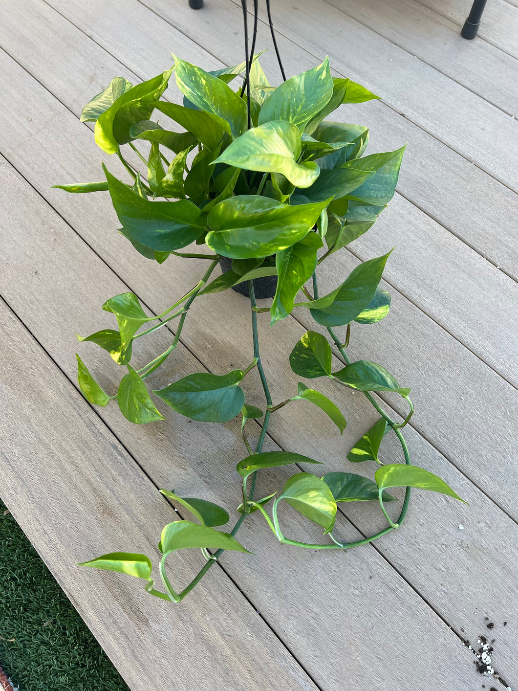 Golden Pothos 6”