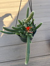 Load image into Gallery viewer, Peanut cactus Echinopsis Chamaecereus 6”
