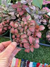 Load image into Gallery viewer, Red Fittonia, nerve plant, 4”
