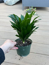 Load image into Gallery viewer, Dracaena (Dracaena fragrans &#39;Janet Craig Compacta&#39;) corn plant 6”
