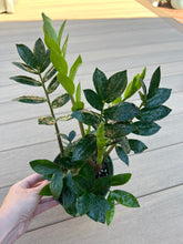 Load image into Gallery viewer, Zz plant, Zamioculcas zamiifolia, 6”
