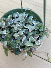 Load image into Gallery viewer, Variegated String of hearts, Ceropegia woodii 6”
