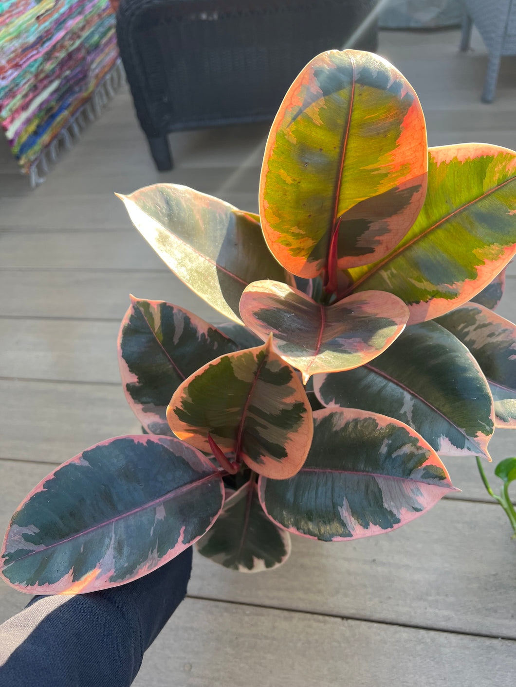 Ruby Ficus Rubber tree 6”