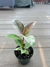 Load image into Gallery viewer, Ficus Shivereana Moonshine, Rubber Tree 4”
