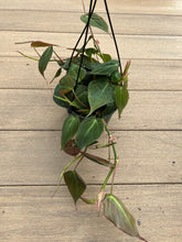 Load image into Gallery viewer, Philodendron Micans 6”
