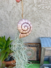 Load image into Gallery viewer, Air Plant! Hanging Ceramic Light Brownish Snail With Live Spanish Moss Plant.
