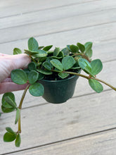 Load image into Gallery viewer, Peperomia Hope 4”
