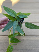 Load image into Gallery viewer, Epipremnum Pinnatum ‘Cebu Blue’ 4”
