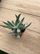 Load image into Gallery viewer, Crassula mesembryanthemoides &#39;Tenelli&#39;, Succulent, 2”
