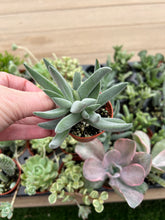 Load image into Gallery viewer, Crassula mesembryanthemoides &#39;Tenelli&#39;, Succulent, 2”
