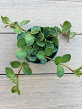 Load image into Gallery viewer, Peperomia Hope 4”
