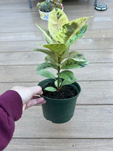 Load image into Gallery viewer, Ficus Shivereana Moonshine, Rubber Tree 6”

