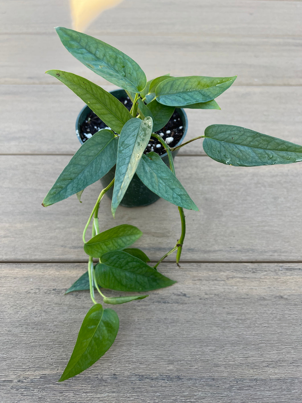 Epipremnum Pinnatum ‘Cebu Blue’ 4”