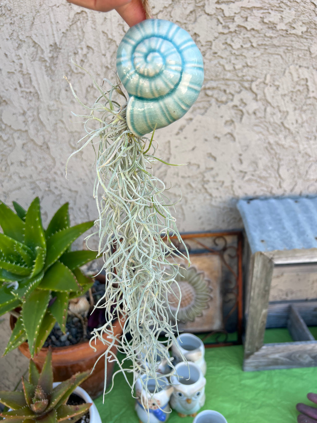 Air Plant! Hanging Ceramic Blue Snail With Live Spanish Moss Plant.