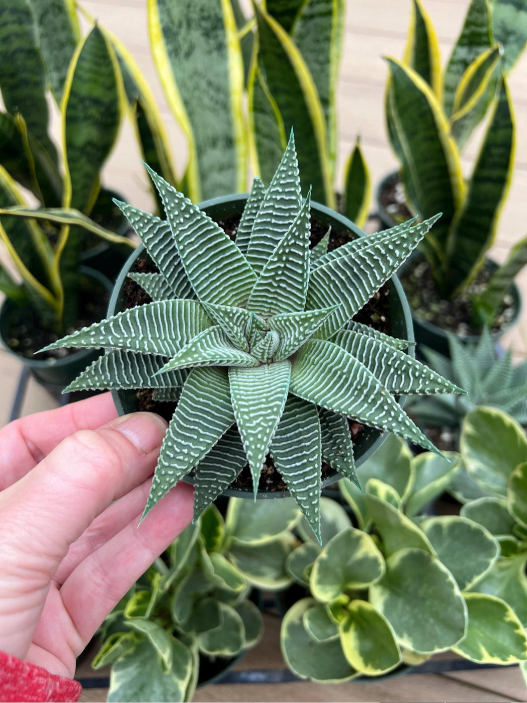 Haworthia Miami, star cactus, succulent 4”