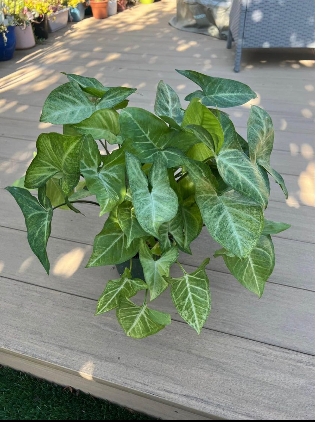 Syngonium green butterfly, Arrowhead plant, 6”