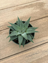 Load image into Gallery viewer, Haworthia Miami, star cactus, succulent 4”
