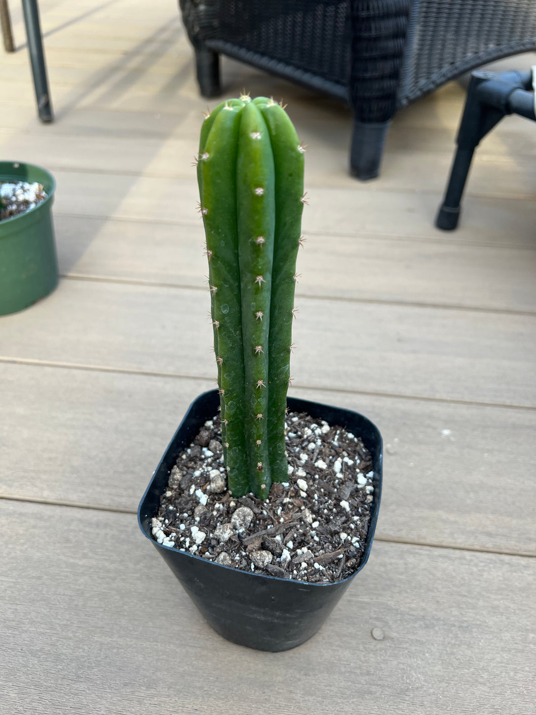 San Pedro Cactus 5”