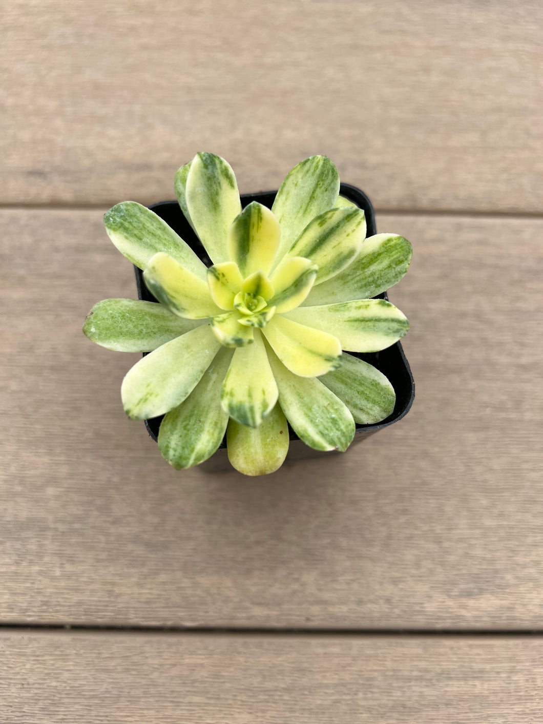 Aeonium castello-paivae variegata 'Suncup’