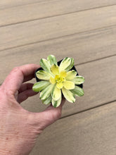 Load image into Gallery viewer, Aeonium castello-paivae variegata &#39;Suncup’
