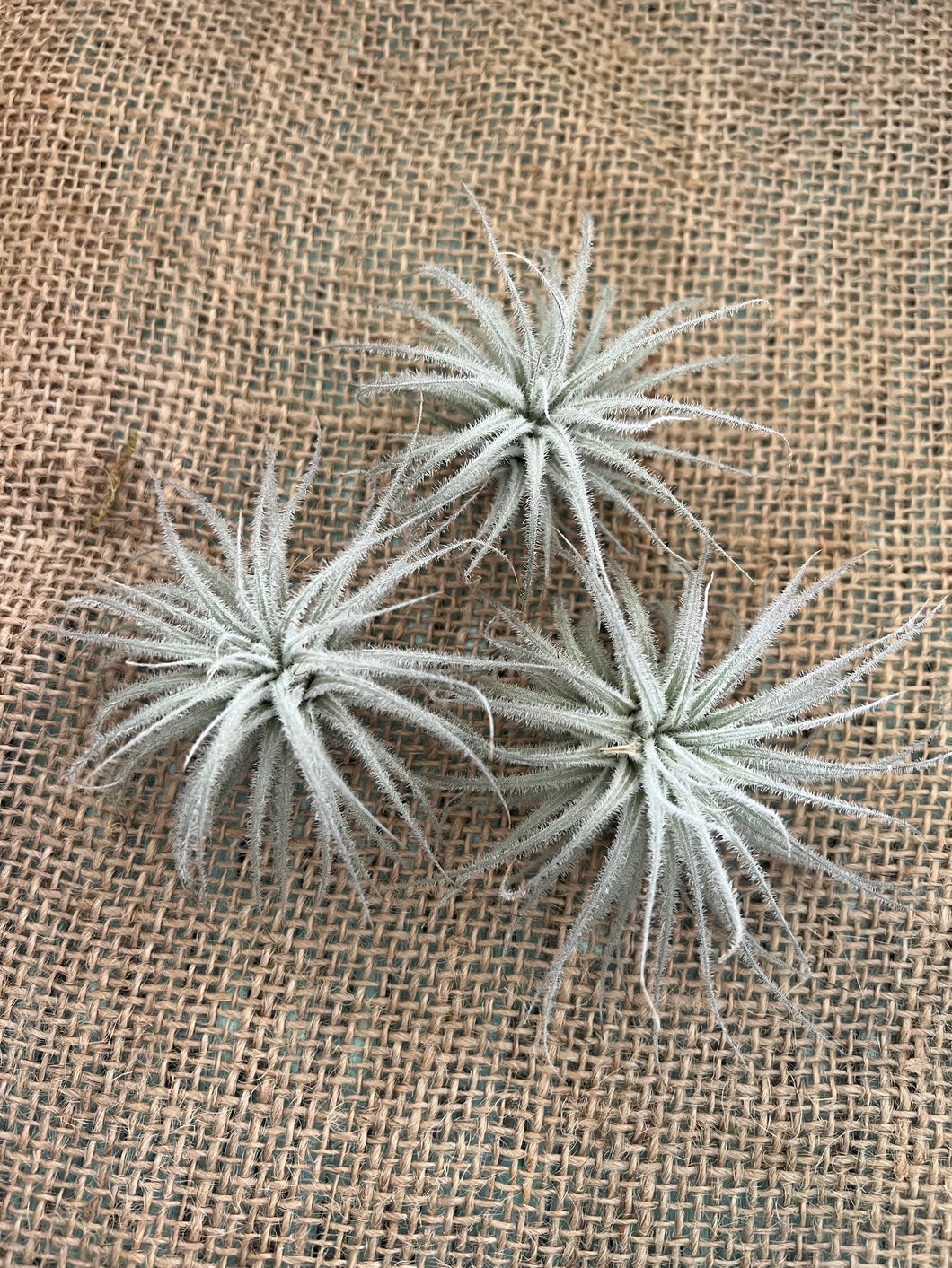 Rare Tectorum Ecuador Air Plant, Fuzzy White, Nursery-Grown Tillandsia House Plant with Fuzzy Trichomes for Terrariums (1 air plant)