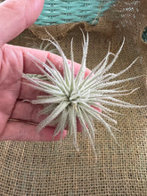 Load image into Gallery viewer, Rare Tectorum Ecuador Air Plant, Fuzzy White, Nursery-Grown Tillandsia House Plant with Fuzzy Trichomes for Terrariums (1 air plant)
