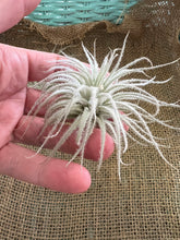 Load image into Gallery viewer, Rare Tectorum Ecuador Air Plant, Fuzzy White, Nursery-Grown Tillandsia House Plant with Fuzzy Trichomes for Terrariums (1 air plant)
