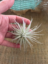 Load image into Gallery viewer, Rare Tectorum Ecuador Air Plant, Fuzzy White, Nursery-Grown Tillandsia House Plant with Fuzzy Trichomes for Terrariums (1 air plant)
