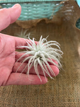 Load image into Gallery viewer, Rare Tectorum Ecuador Air Plant, Fuzzy White, Nursery-Grown Tillandsia House Plant with Fuzzy Trichomes for Terrariums (1 air plant)
