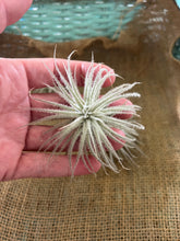 Load image into Gallery viewer, Rare Tectorum Ecuador Air Plant, Fuzzy White, Nursery-Grown Tillandsia House Plant with Fuzzy Trichomes for Terrariums (1 air plant)
