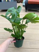 Load image into Gallery viewer, Monstera Deliciosa &quot;Split Leaf&quot; 6”
