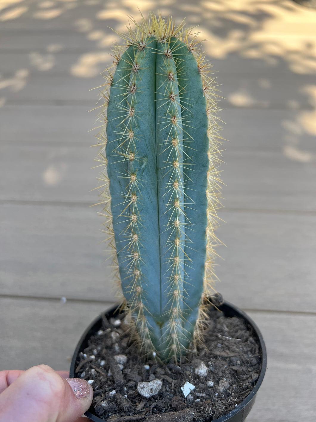 Blue Torch, Pilosocereus Azureus Blue Cactus, 4”