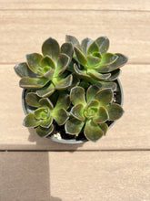 Load image into Gallery viewer, Echeveria Melaco, Brown Rose, Succulent, 4”
