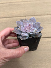 Load image into Gallery viewer, Graptopetalum Purple Superbum, 2”
