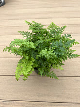 Load image into Gallery viewer, Leather leaf Fern 6”
